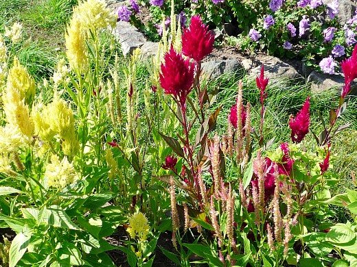 bunga tahunan bersahaja yang mekar sepanjang musim panas - paniculate cellosia (feathery)