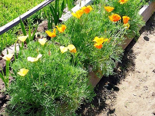 unpretentious annual flowers blooming all summer long - country bed with escholzia