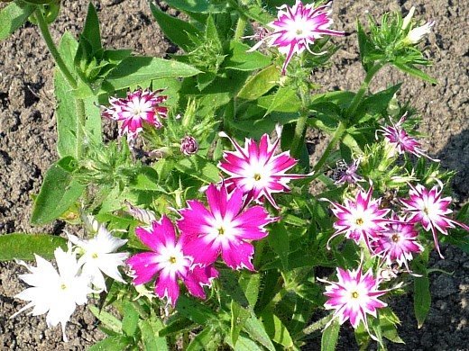opretentiösa årliga blommor som blommar hela sommaren - Drummonds phlox
