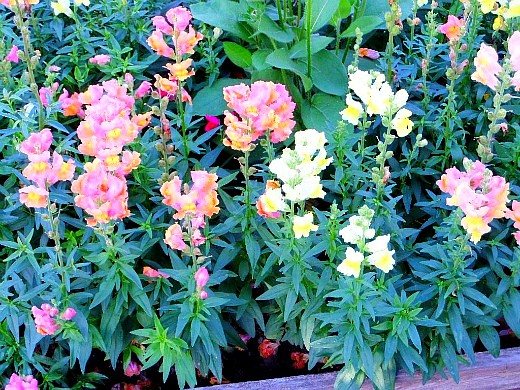 unpretentious annual flowers blooming all summer long - snapdragons