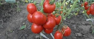 'En opretentiös och opretentiös sort som kräver minimalt underhåll - "Fet" tomat: odlad utan krångel' bredd = "800