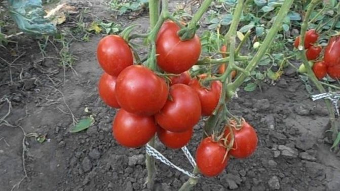 '' Непретенциозен и некапризен сорт, който изисква минимална поддръжка - домат