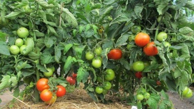 '' En opretentiös och icke-nyckfull sort som kräver minimalt underhåll - tomat