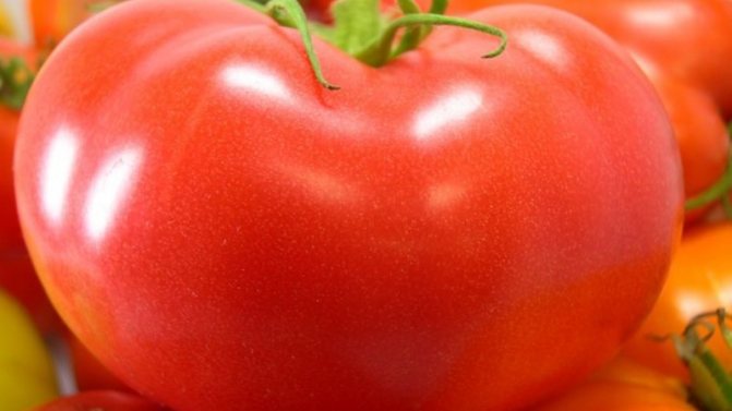 '' En opretentiös och icke-nyckfull sort som kräver minimalt underhåll - tomat