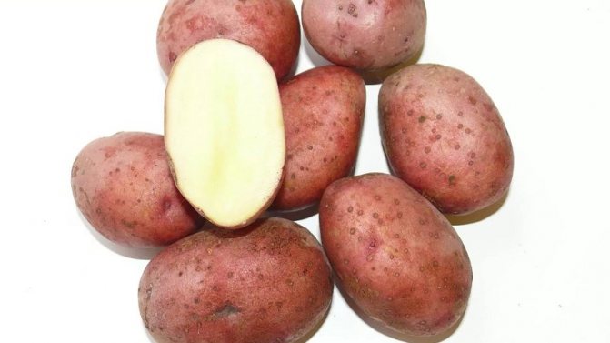 '' Непретенциозен раннозрял сорт картофи "Любава