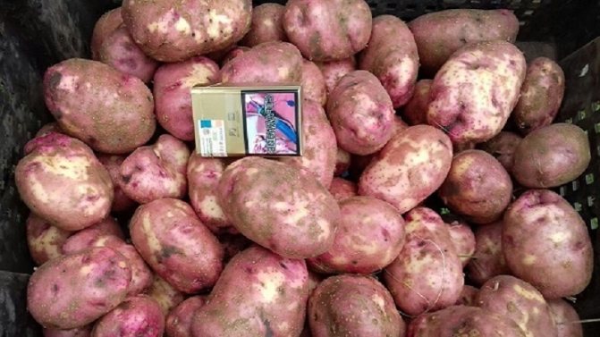'' Непретенциозен раннозрял сорт картофи "Любава