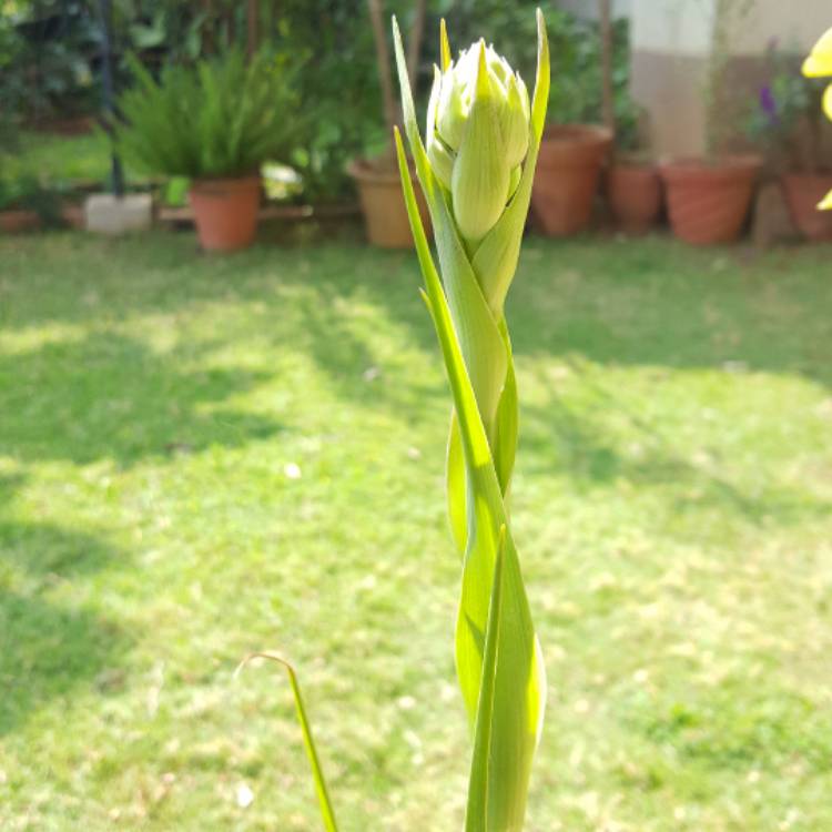 Hindi nabuksan na Tuberose Flower
