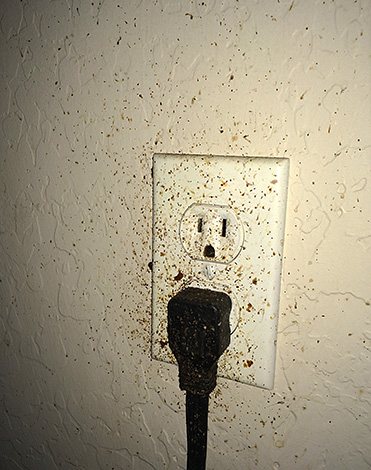 Often, cockroaches enter the apartment from neighbors through sockets.