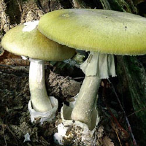 Oätlig svamp. Giftiga svampar i skogarna i Ryssland