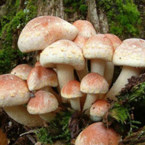 Inedible mushroom. Poisonous mushrooms in the forests of Russia