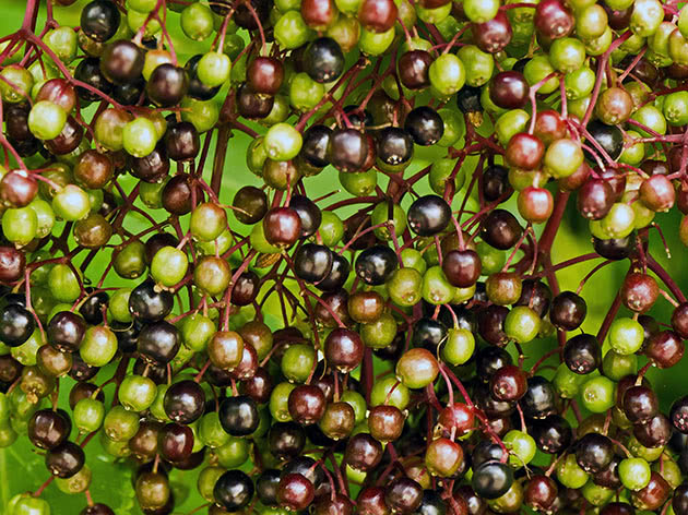 Unripe elderberry