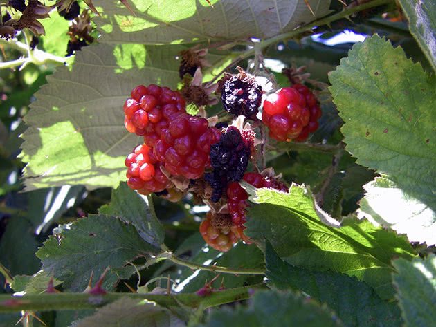 Unripe blackberry