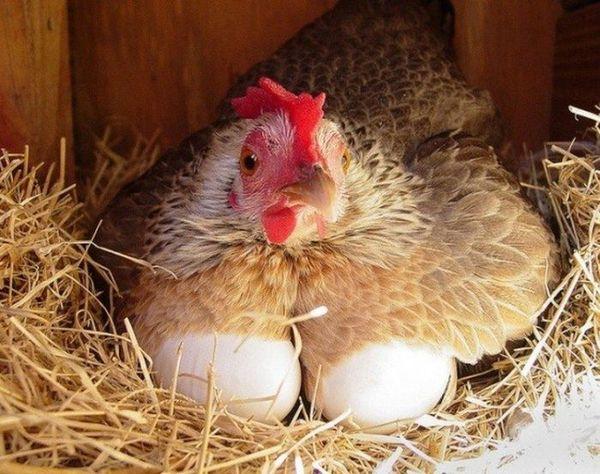 מטילה תרנגולת בקן