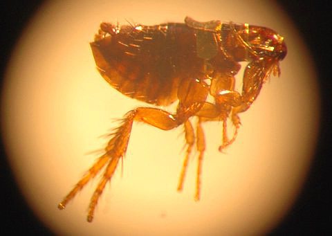 Ignorant pet owners sometimes mistake ordinary fleas for cat lice