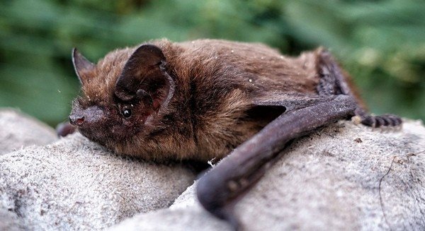Dwarf bat