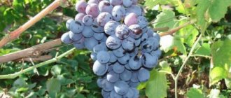 Non-covering grape varieties for the Moscow region