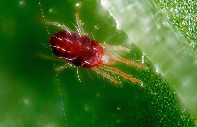 It is almost impossible to notice a spider mite with the naked eye