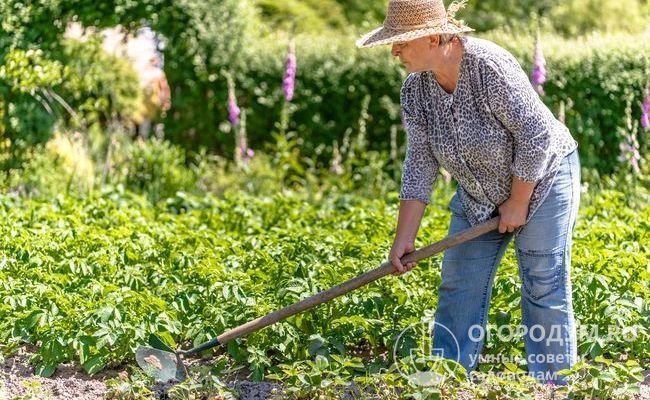 "Nevsky" is an unpretentious variety and can do without special care, but weeding of weeds, loosening of the soil and hilling increase its productivity