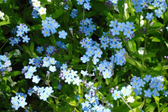 Forget-me-nots in traditional medicine