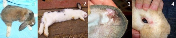 Незаразни болести на зайци