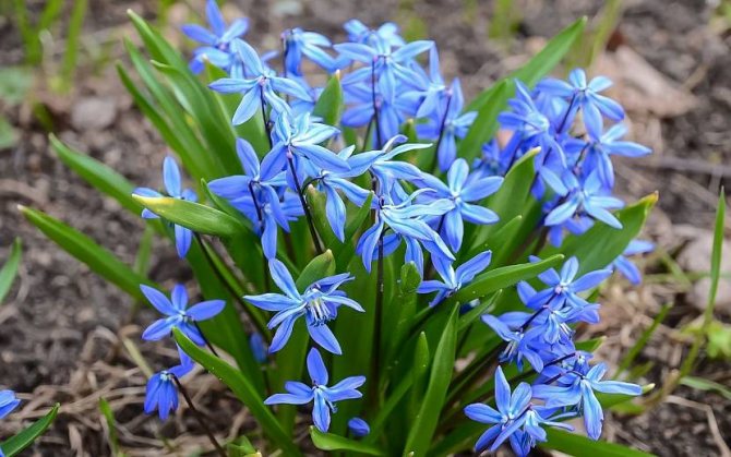 Нежна синя сцила ще украси вашата градина