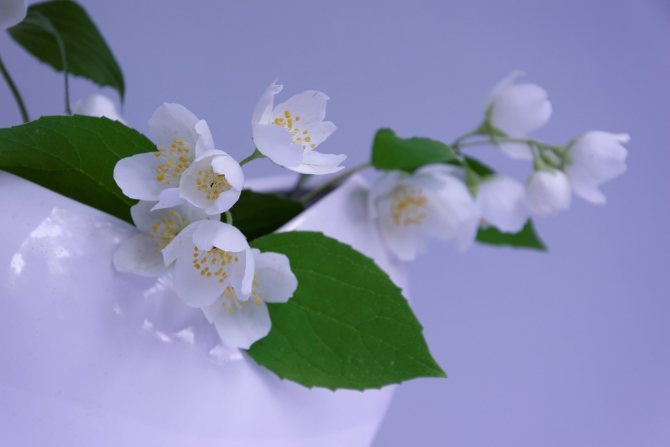 Jemný jasmínový květ: 4 dekorativní druhy