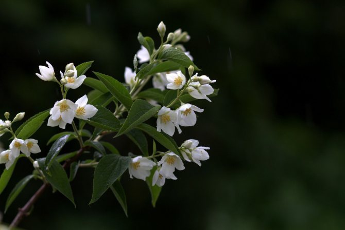 Jemný jasmínový květ: 4 dekorativní druhy