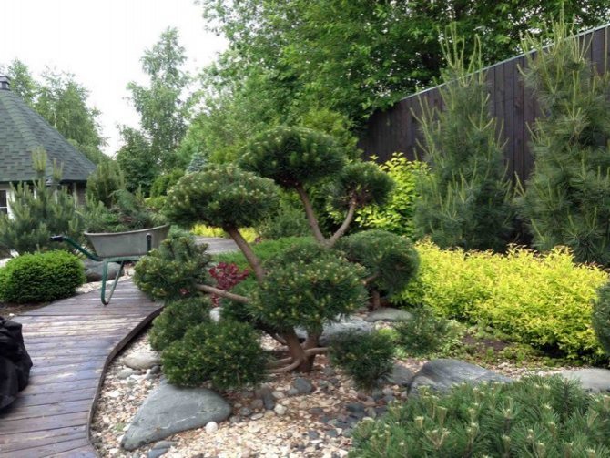 Nivaki dan bonsai taman: sekeping hidup Jepun di taman anda (35 foto)