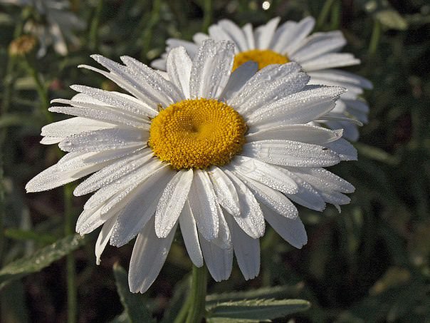Marsh daisy (L.pludosum)