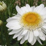 Nivanny-цвете-Описание-характеристики-видове-и-грижи-за-нивяник-12