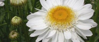 Nivanny-цвете-Описание-характеристики-видове-и-грижи-за-нивяник-12