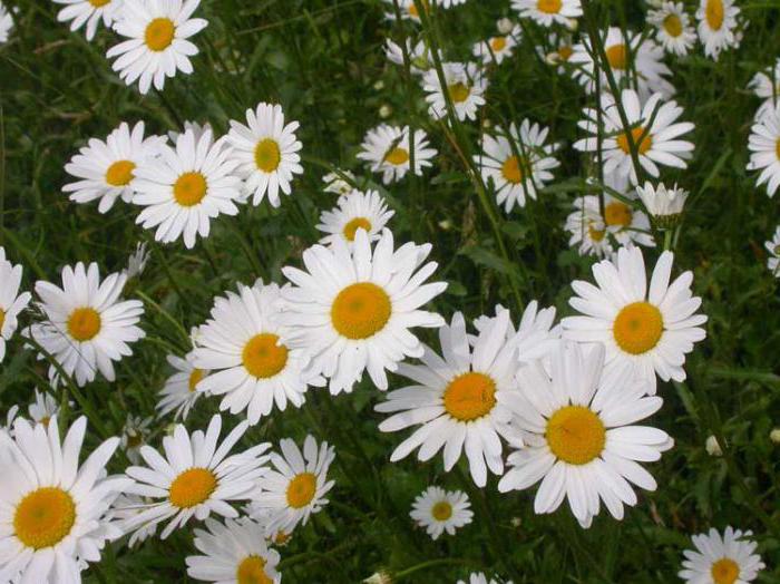 daisy planting and care