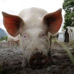 انخفاض أعراض الحمى في الخنازير وعلاجها