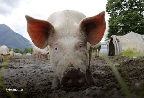 انخفاض أعراض الحمى في الخنازير وعلاجها