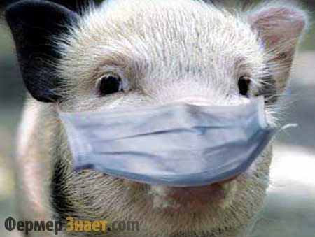 demam rendah dalam gejala dan rawatan babi