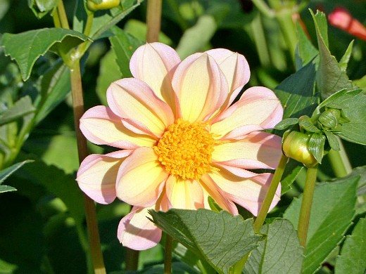undersized dahlia flowers, planting and care - piccolo variety