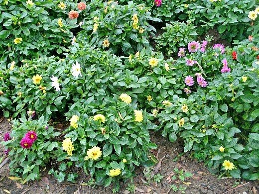 "دالياس منخفضة النمو ، زراعة ورعاية - أنواع مختلفة من الزهور على فراش الزهرة