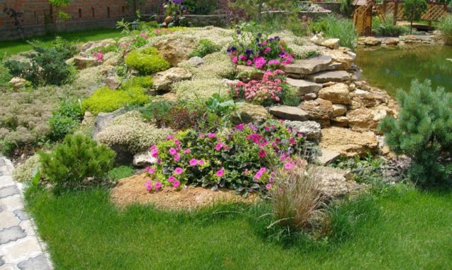 Low-growing perennials to create a neat and original flower bed