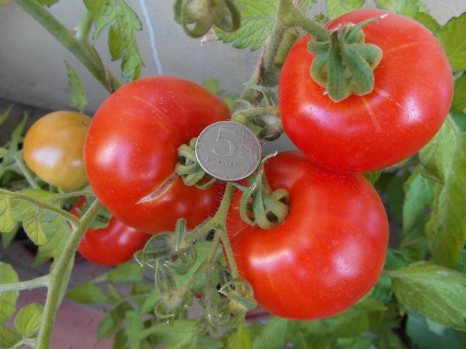 Tomato yang tumbuh rendah untuk rumah hijau Alaska
