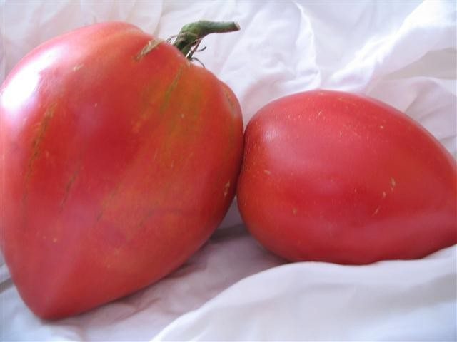 Tomato yang tumbuh rendah untuk kubah Ob rumah hijau