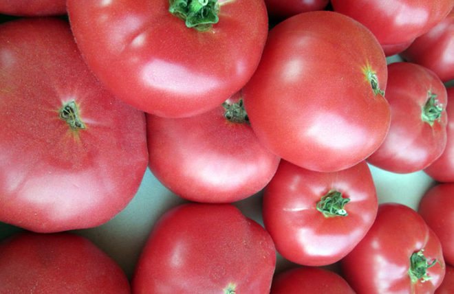 Lågväxande tomater för växthus Rosemary