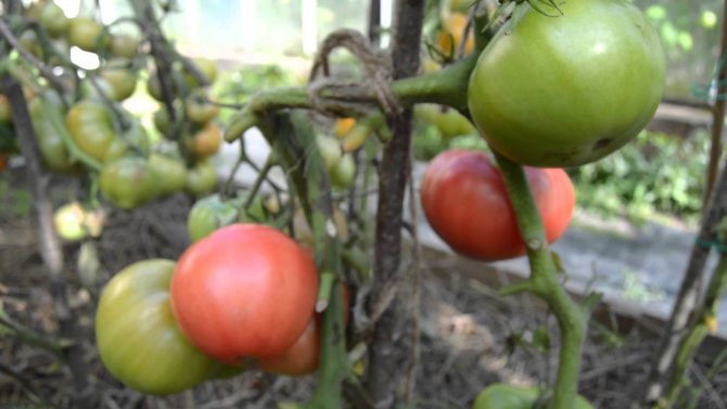 Ниско растящи домати за оранжерия Розови бузи