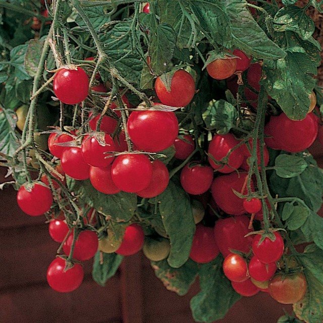 Lågväxande tomater för växthusets trädgårdspärla