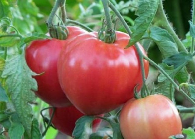 Nízko rostoucí velkoplodá rajčata Abakan růžová