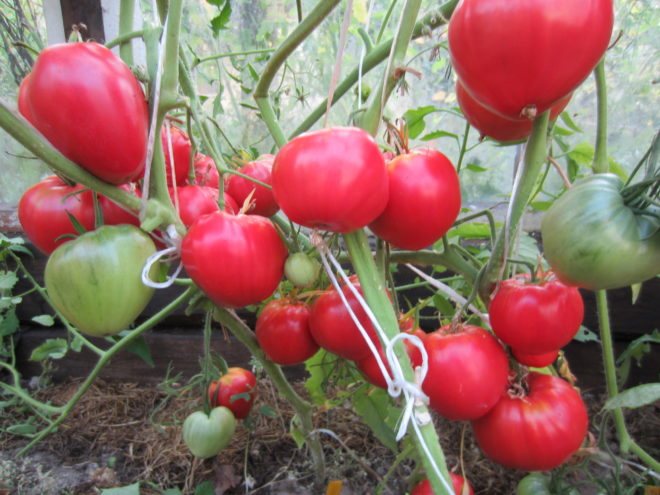 Lågväxande storfruktade tomater Danko