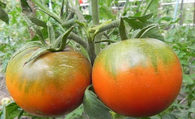 Lågväxande storfruktade tomater Khlebosolny