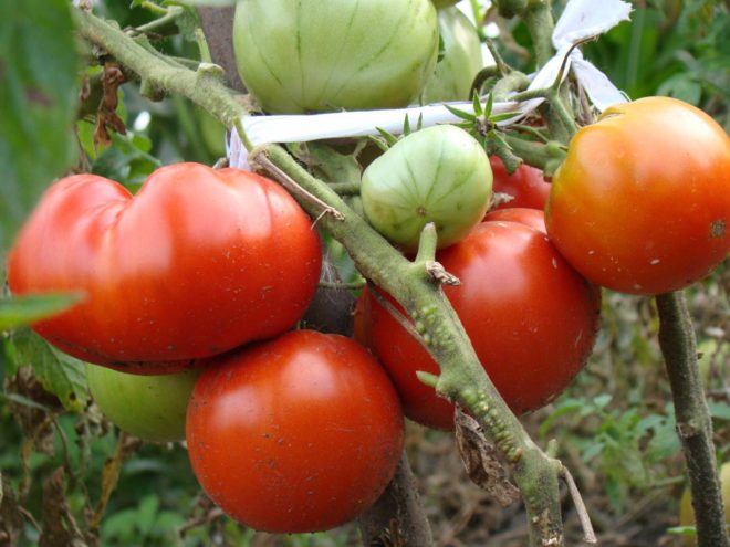 Lemak Jack buah tomato besar yang tumbuh rendah