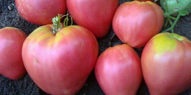 Lågväxande stora fruktade tomater Ädla