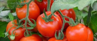 Tomato yang tumbuh rendah dan tidak memerlukan mencubit untuk rumah hijau