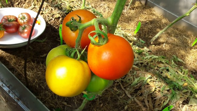 Nízko rostoucí rajčata, která u skleníků nevyžadují štípání